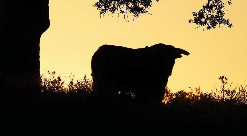 El Juli y Talavante: duelo ganadero por febrero en Recas