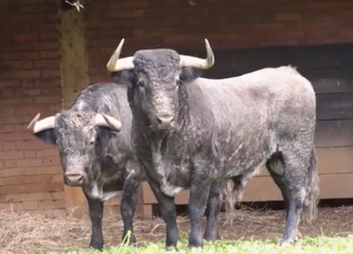 Vídeo de los toros de Victorino a su llegada a Cali
