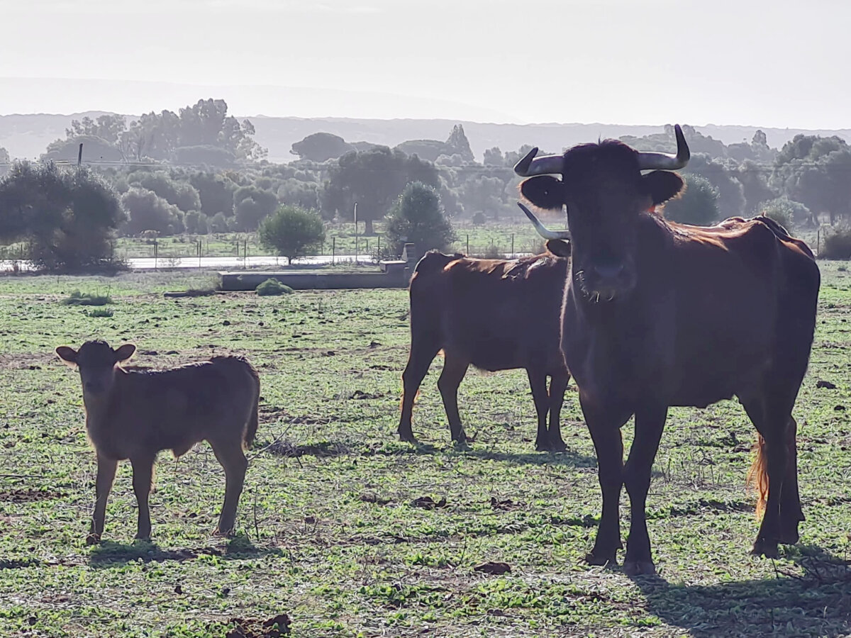 "A veces la dureza del campo es tan cruda que es difícil de comprender"