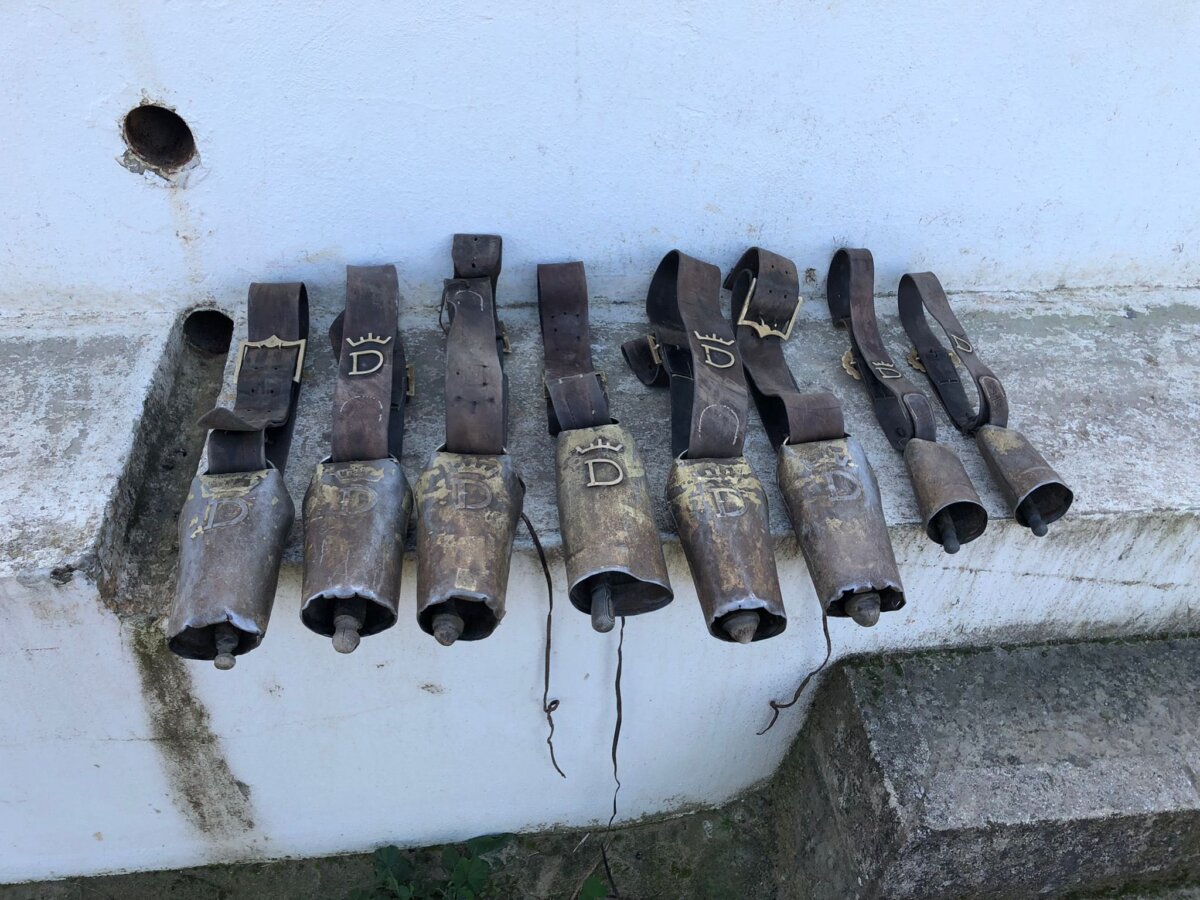 Santiago Domecq quita los cencerros a los bueyes en señal de luto por alguien vinculado a la ganadería