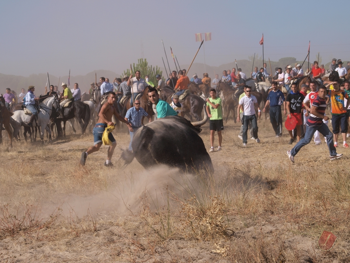 El torneo del Toro de la Vega vuelve a Tordesillas