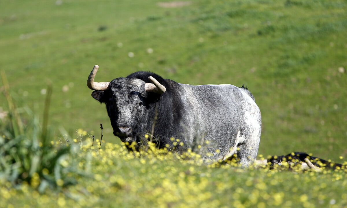 La Quinta: bravura superior