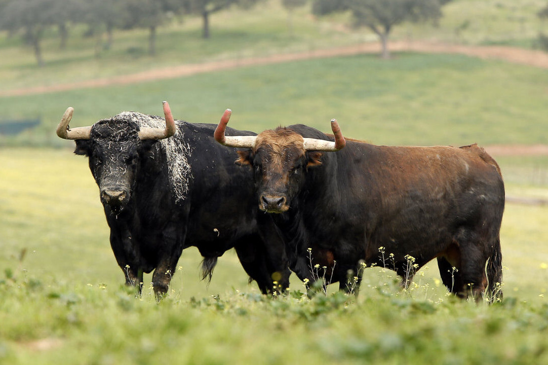 Borja Domecq: "Repetiremos en casi todas las plazas, lidiaremos una docena de corridas"