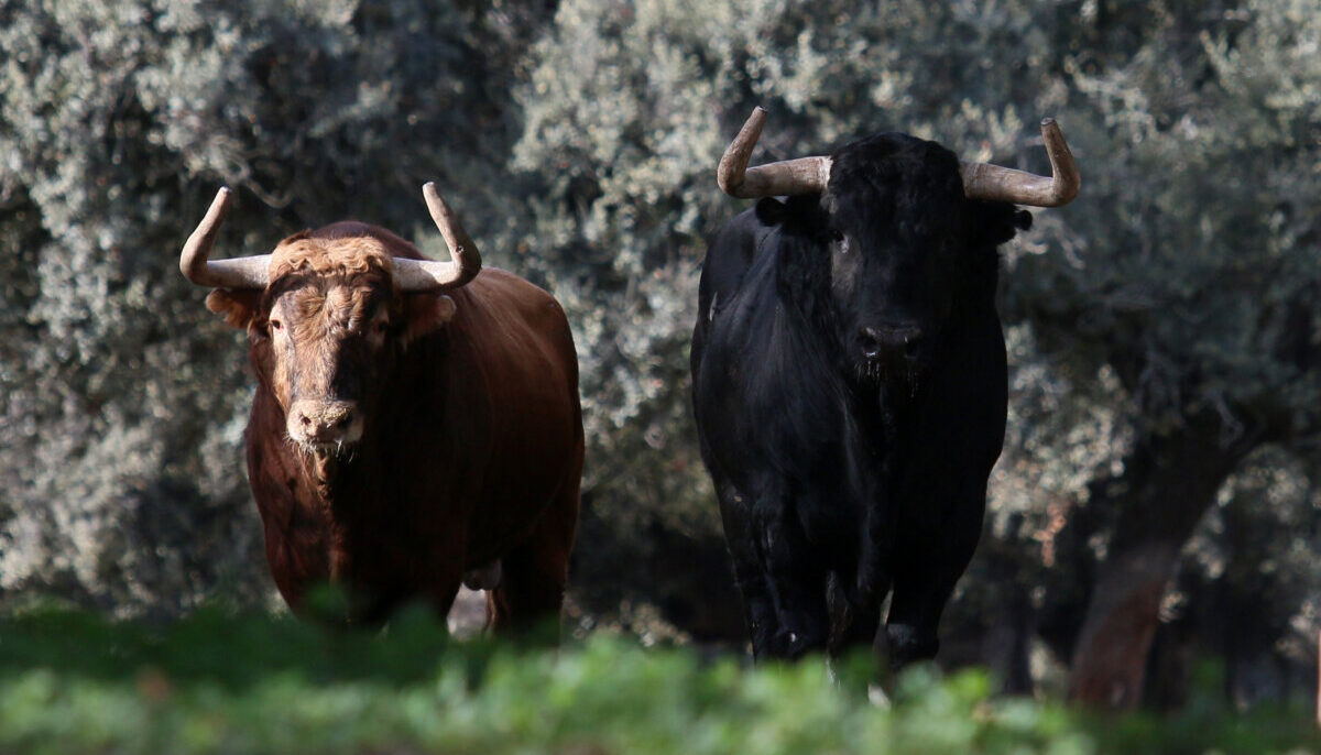 Garcigrande: el toro que marca diferencias