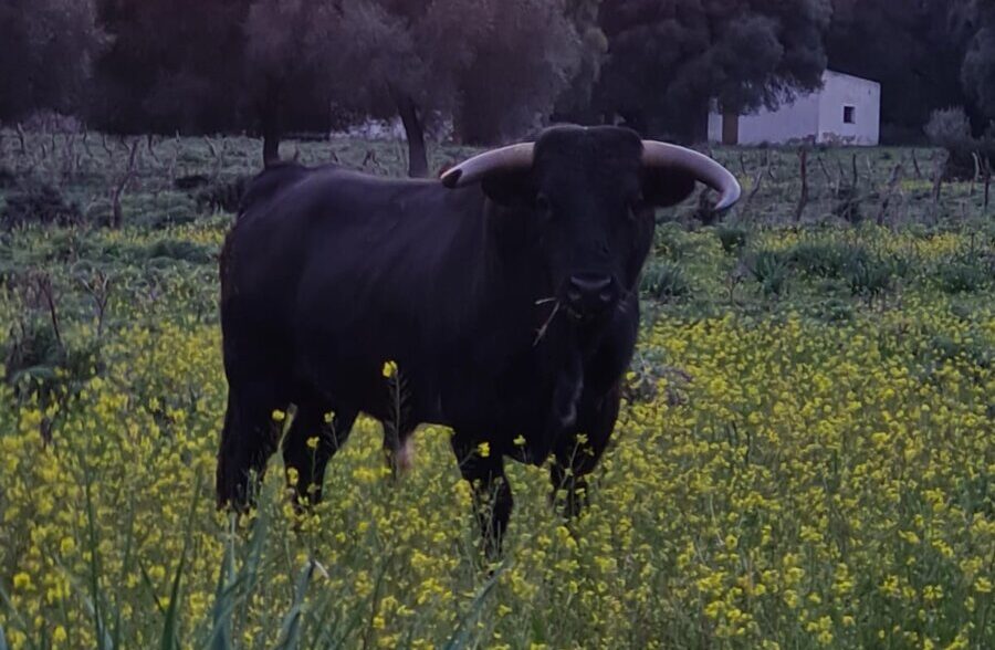 "Nos demostraste que la vida es dura pero bella, y que lo importante no es la muerte sino cómo se llega a ella"
