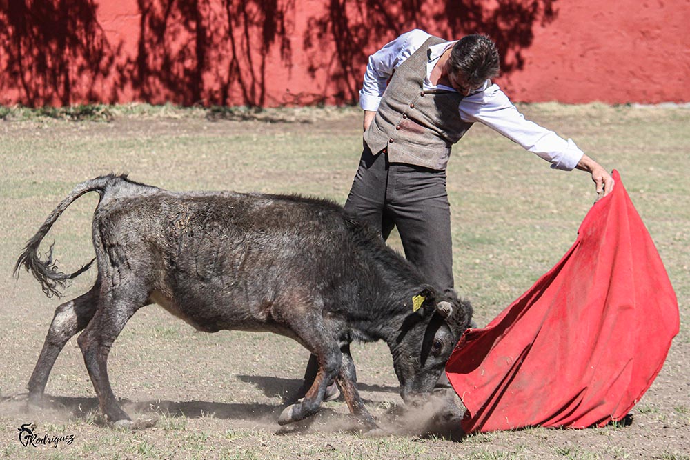 El Fandi saborea las embestidas de la centenaria divisa de Rancho Seco