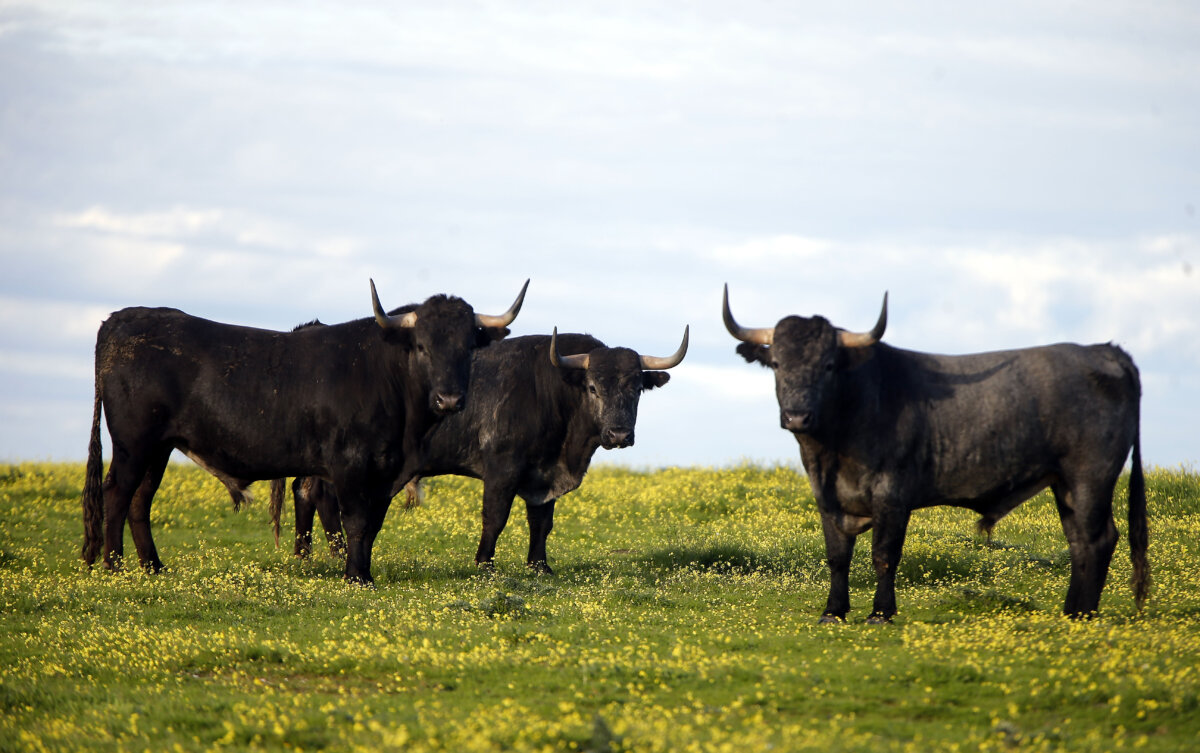 Victorino: "Casi todo lo que lidiaré este año son cinqueños"