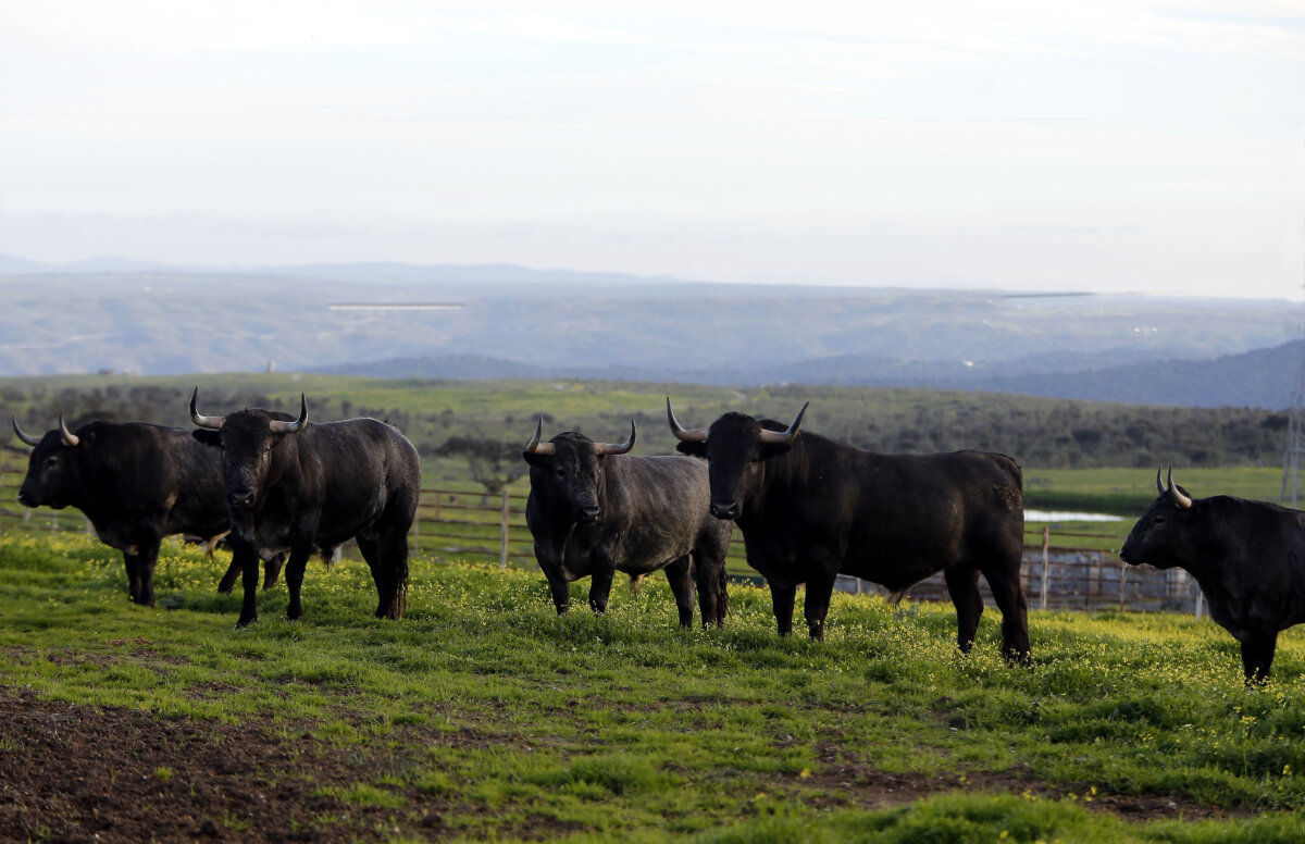 Vox presenta una propuesta para que los toros sean declarados BIC en Extremadura
