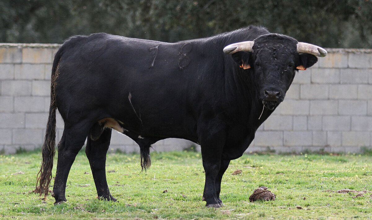 Los murubes de Capea para el primer cara a cara Ventura-Guillermo Hermoso de Mendoza