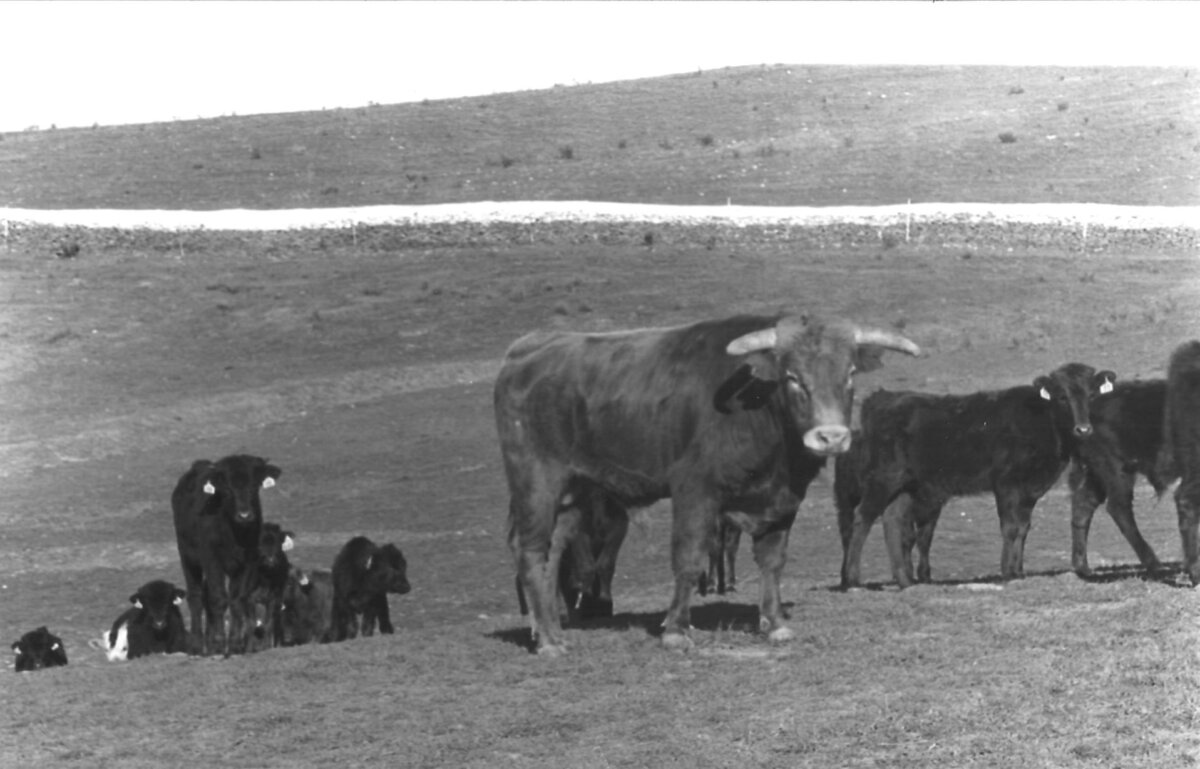 El Alijar de la Loba, el sueño ganadero de Gabriel de la Casa
