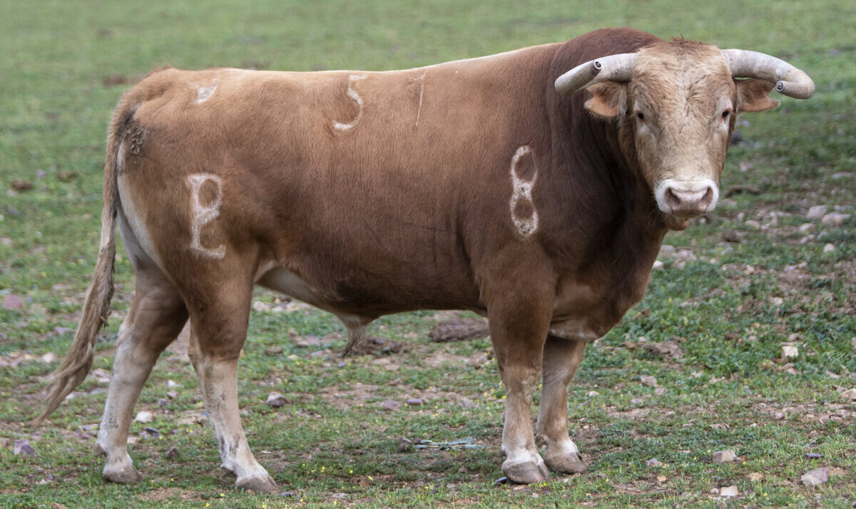 Tres encastes para el duelo Juli-De Justo en Arles