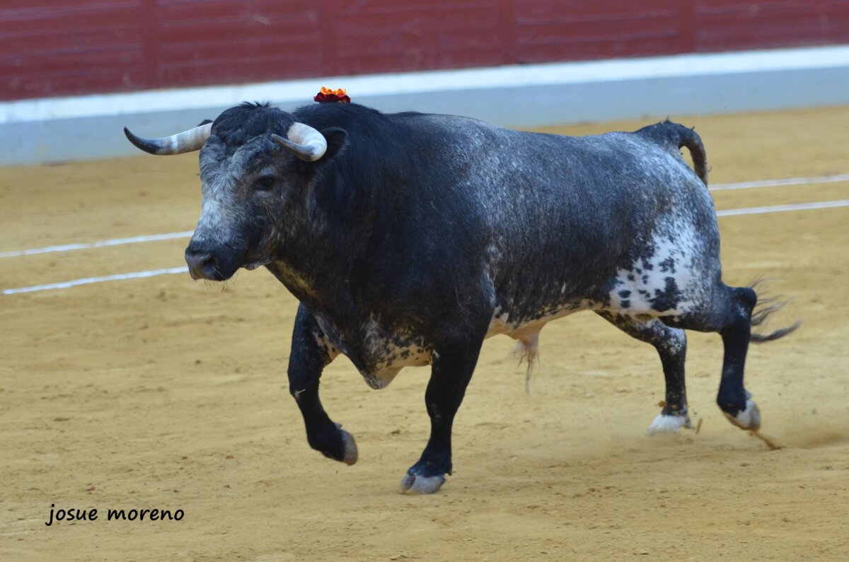 Jesús Hijosa: "Habrá importantes novedades ganaderas en el Alfarero de Oro y de Plata"