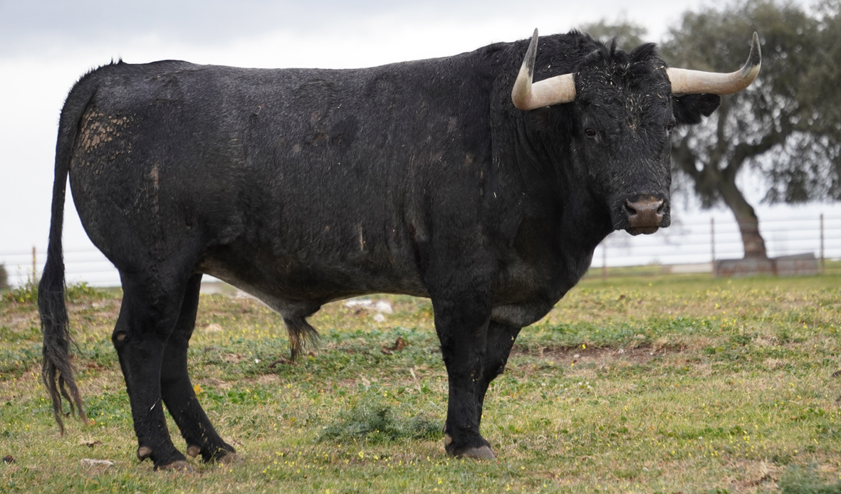 La victorinada de Castellón apura sus últimos días en Las Tiesas