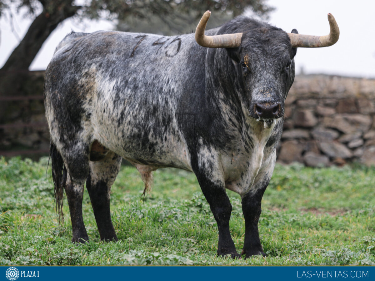 Almirante, Tesugo, Romano, Serenata, Duplicado y Estudioso: seis toros para una cita clave