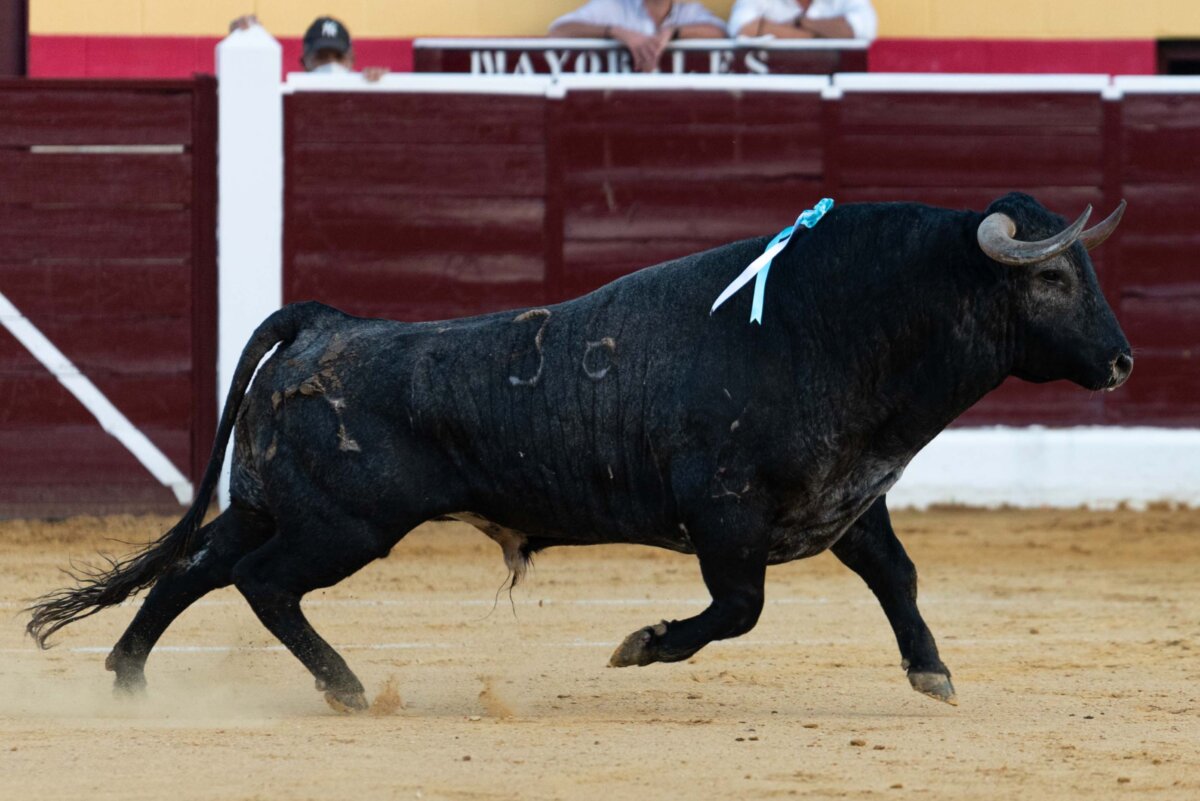 Categoría y variedad en un gran elenco ganadero para la Copa Chenel 2022