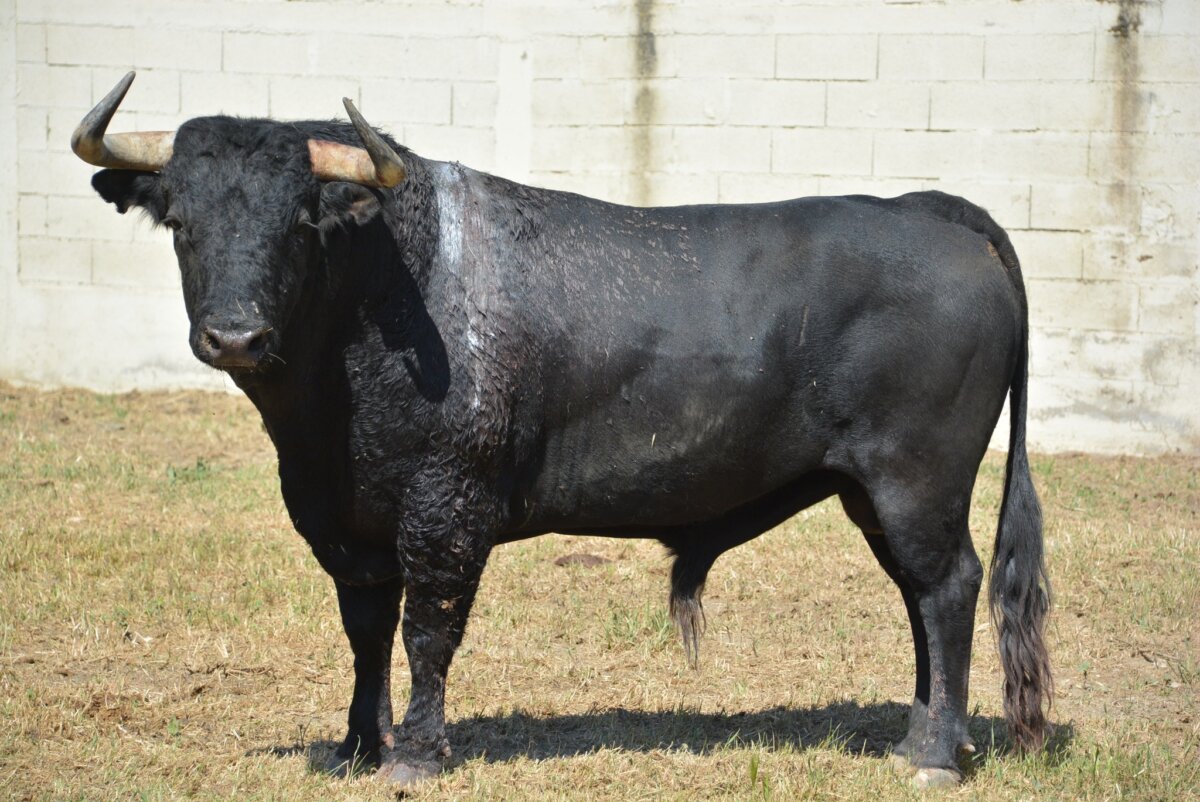 Aldeano, el nuevo rey de El Palomar: "Su bisabuelo fue el que construyó la ganadería"