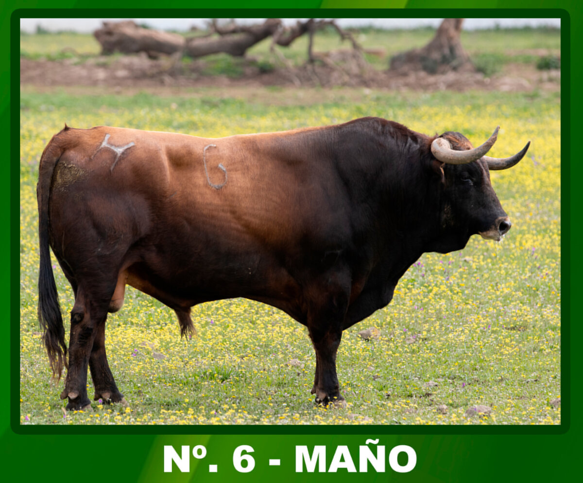 Los seis toros de Cuadri reseñados para Osuna