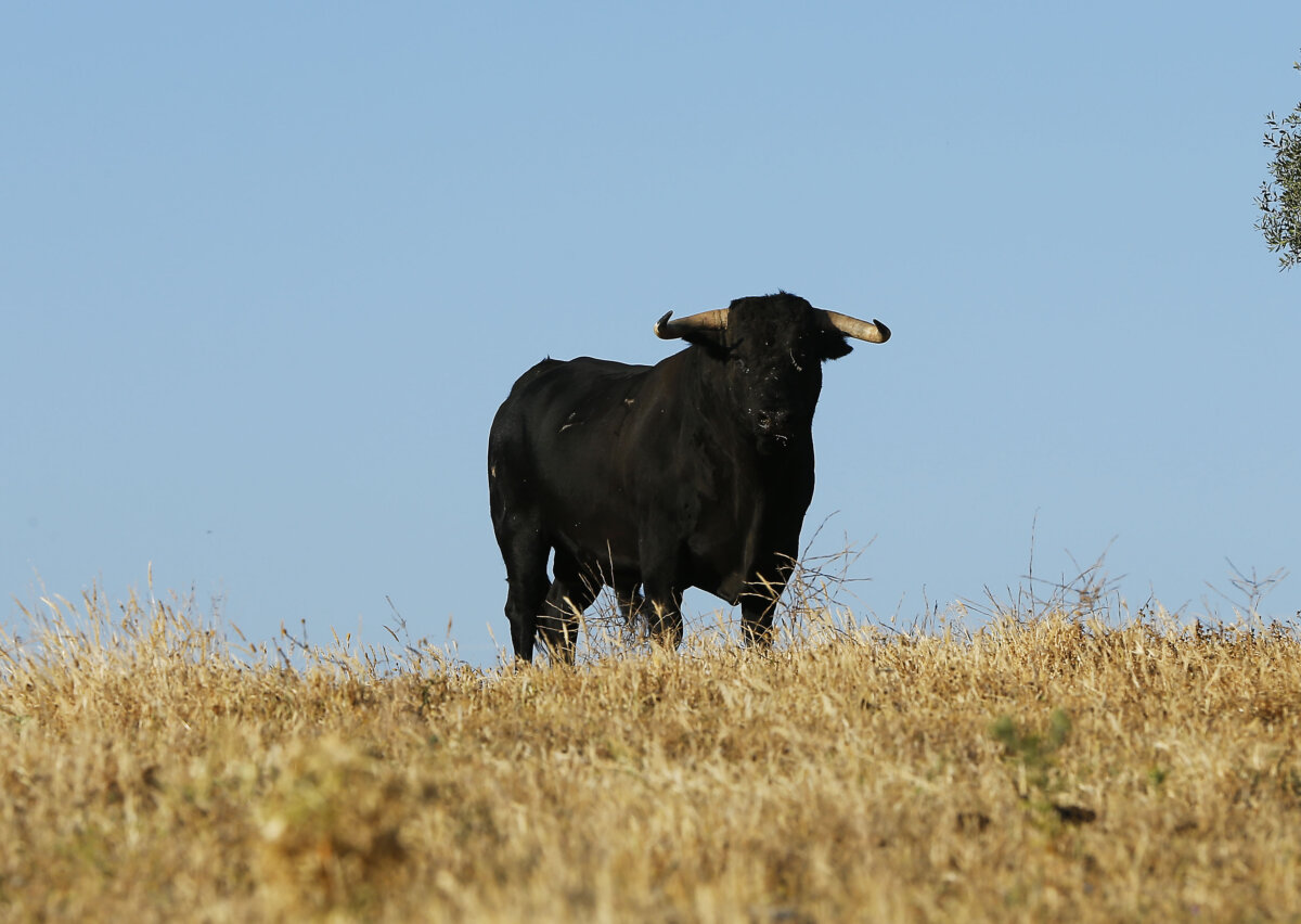 Soto de la Fuente: Una apuesta valiente