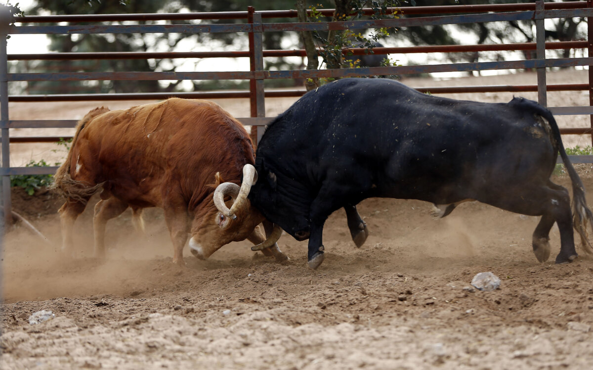Álvaro Domecq: "Ser ganadero es muy difícil, por eso es tan bello"