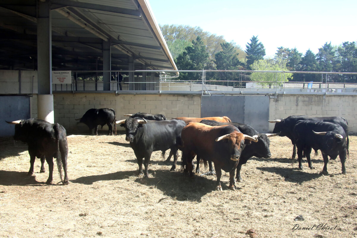 Arles inaugura su Espace Toros con todas las corridas para su feria