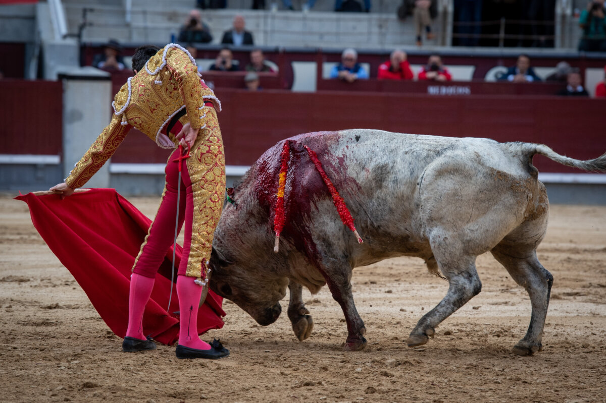 Un gran toro de Los Maños y detalles de Dufau en Las Ventas