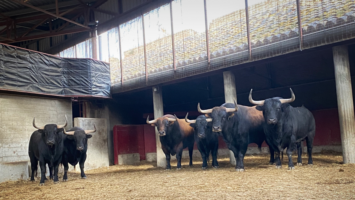 La “señora” corrida de López Gibaja, en los corrales de Zaragoza