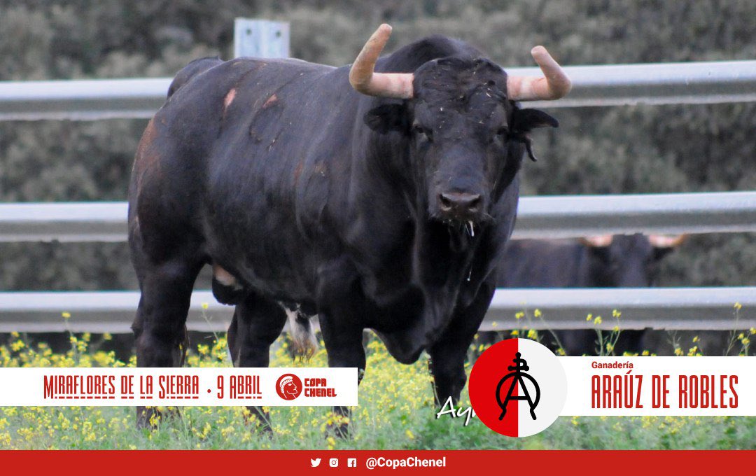 Los seis astados de Aurelio Hernando y Araúz de Robles para la tercera de la Copa Chenel