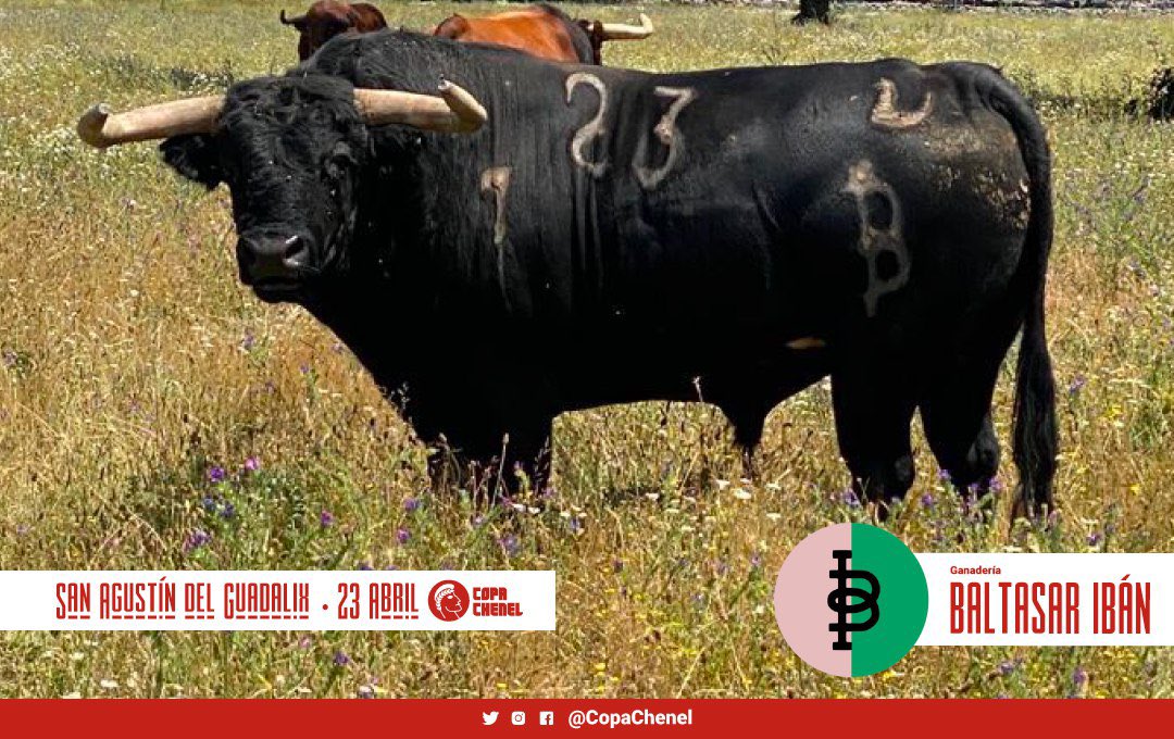 Los toros del duelo Baltasar Ibán vs Galache de San Agustín del Guadalix