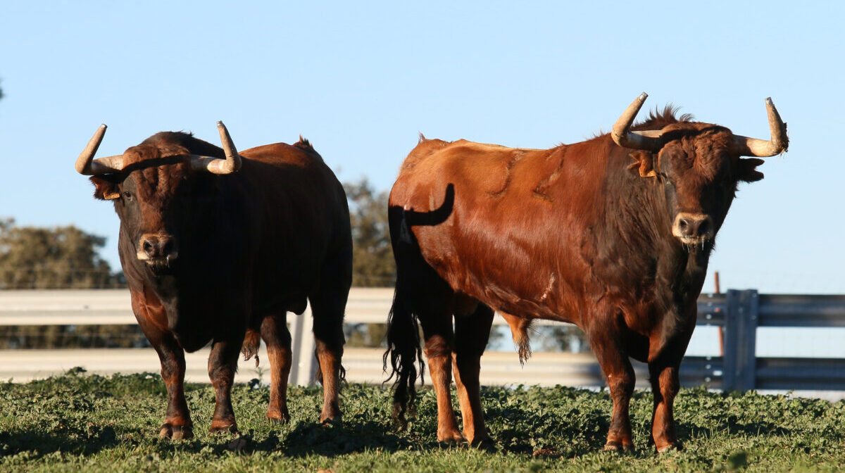 El Montecillo, ante el inicio de su nueva etapa: "Es un debut al máximo nivel"
