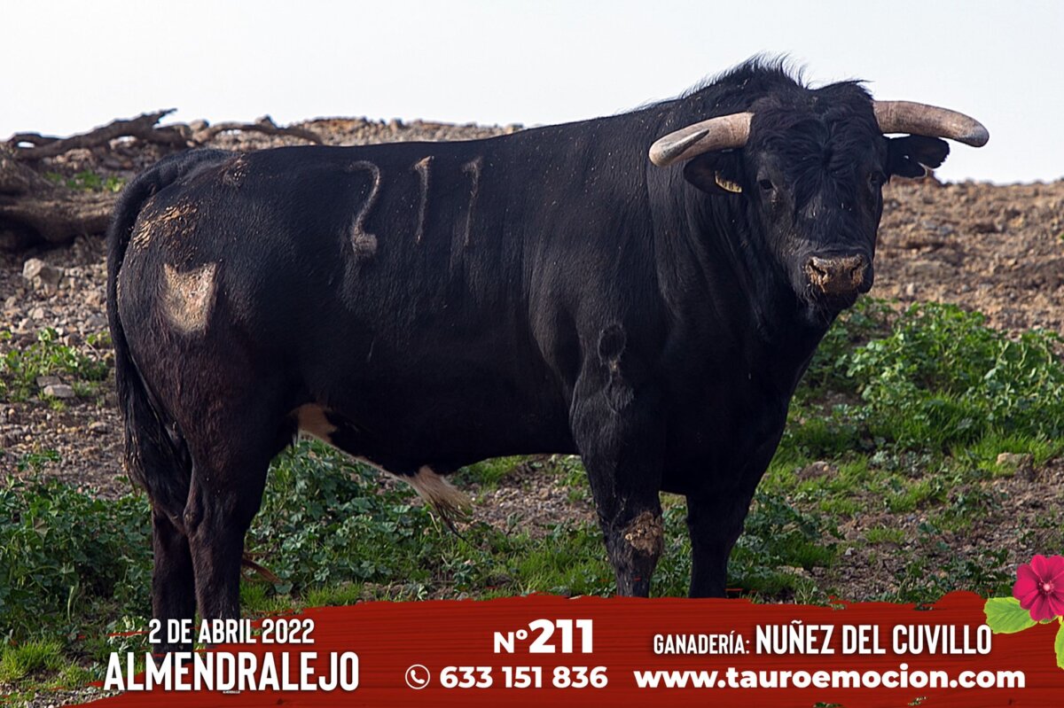 Los toros de Núñez del Cuvillo para el cartelazo de Almendralejo