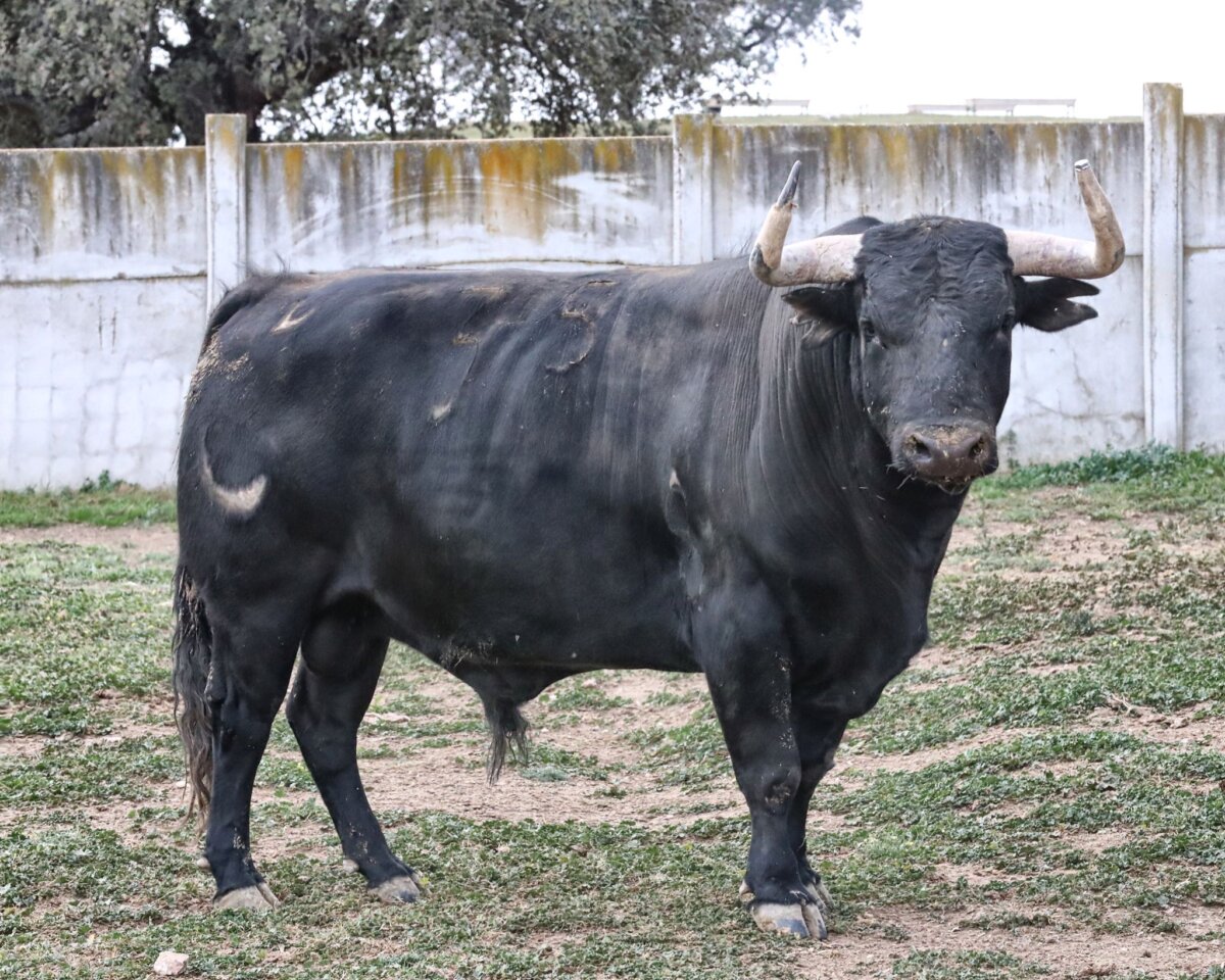 Los toros de Castillejo de Huebra para la Feria de San Jorge