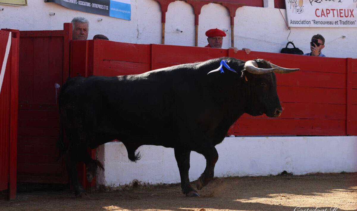 Aignan apuesta por ganaderías francesas para su doble jornada taurina