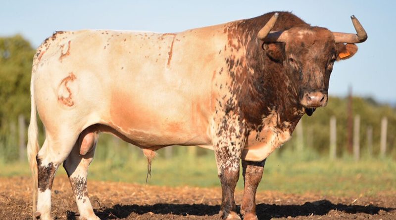 Cambios en el elenco ganadero de la Copa Chenel: Concha y Sierra, sí; Torrestrella, no