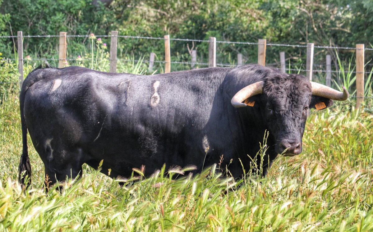 Así son los novillos de Roland Durand que saltarán el 5 de junio al ruedo de Nimes