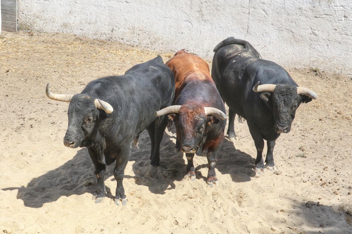 Los toros de la Feria de Pentecostés de Nimes, ya en los corrales