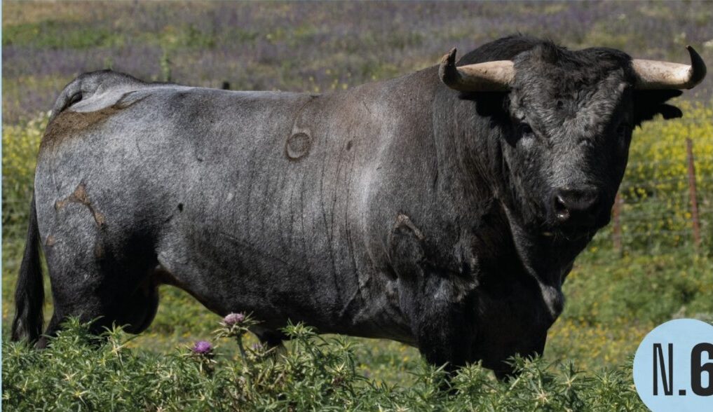 Los toros de Partido de Resina para Montemor