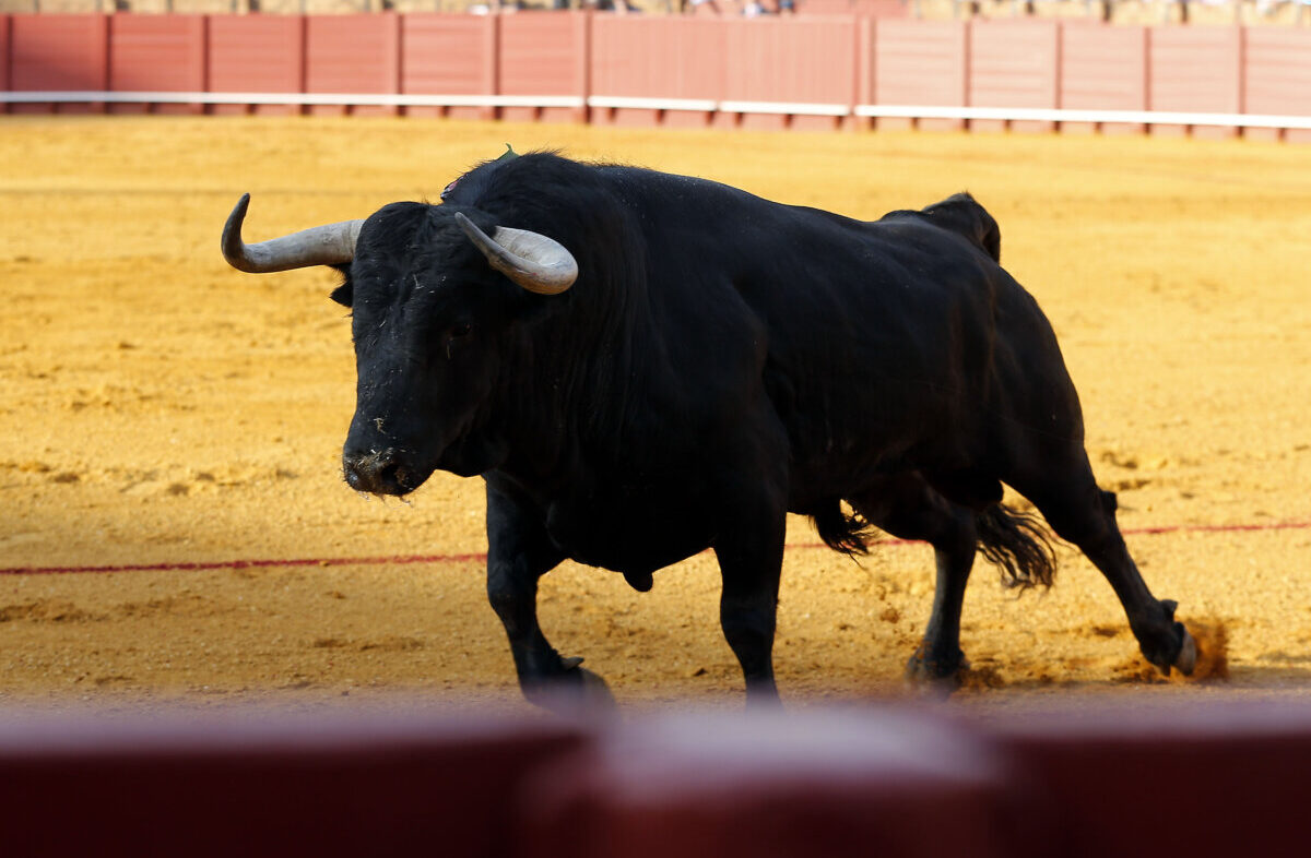 Bravos entre los bravos en Sevilla
