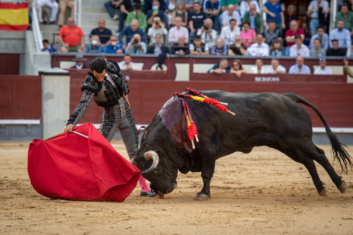 Bueyada de Samuel en su regreso a Las Ventas