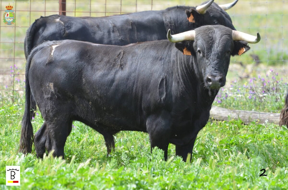 Los novillos para el Alfarero de Plata de Villaseca de la Sagra