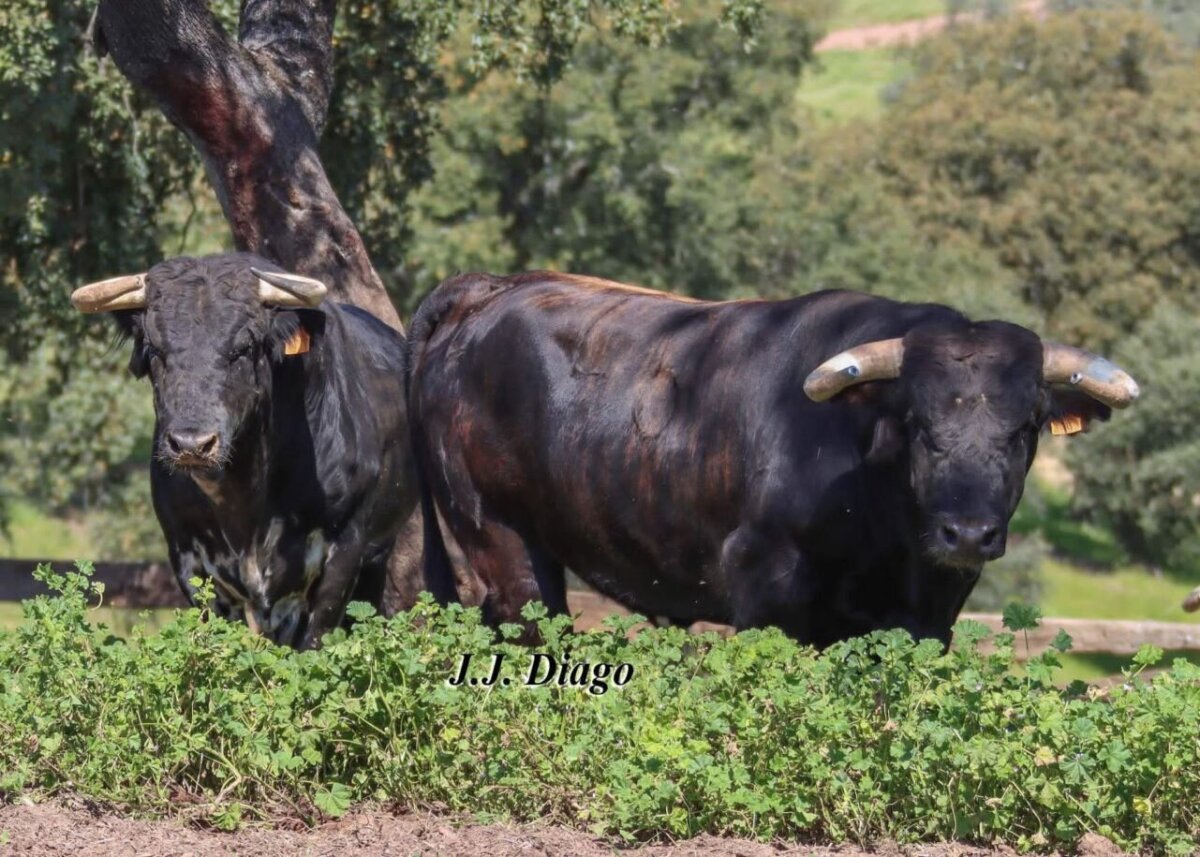 Preciosa corrida de José Luis Pereda para el cartelazo de Aracena