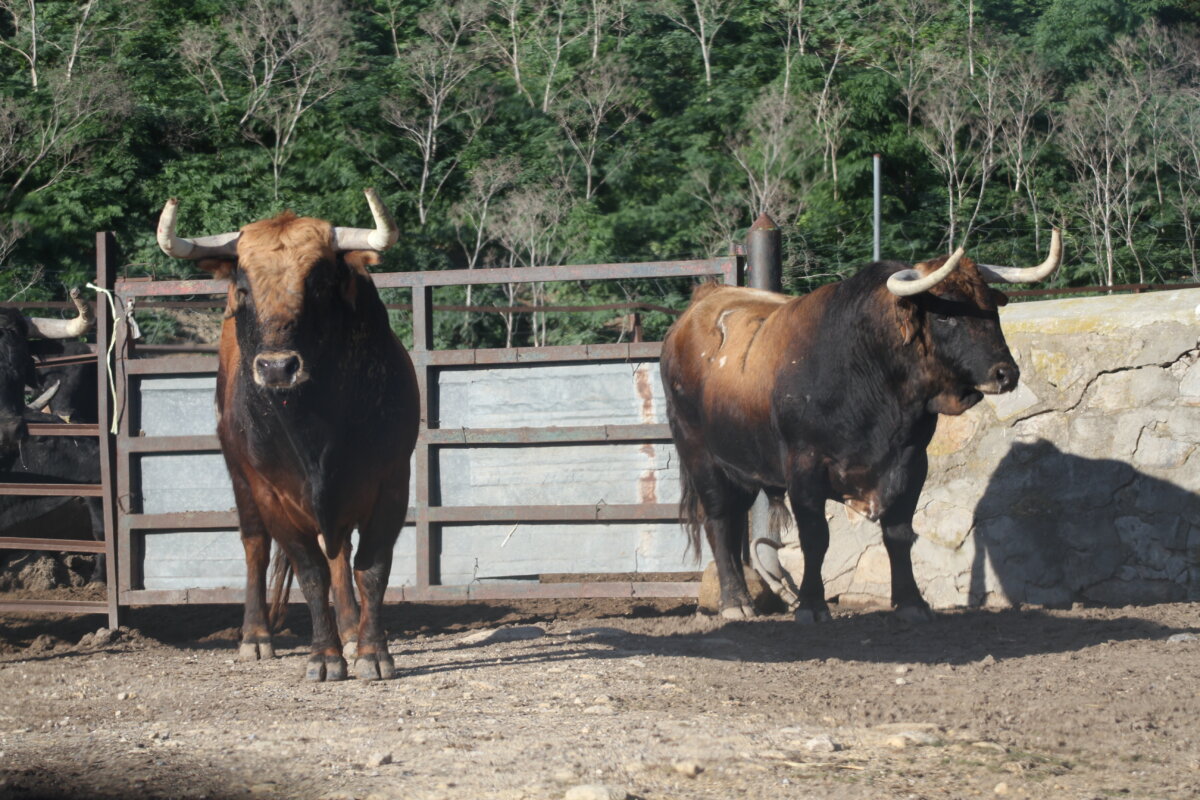 Vic-Fezensac: Los toros de la feria
