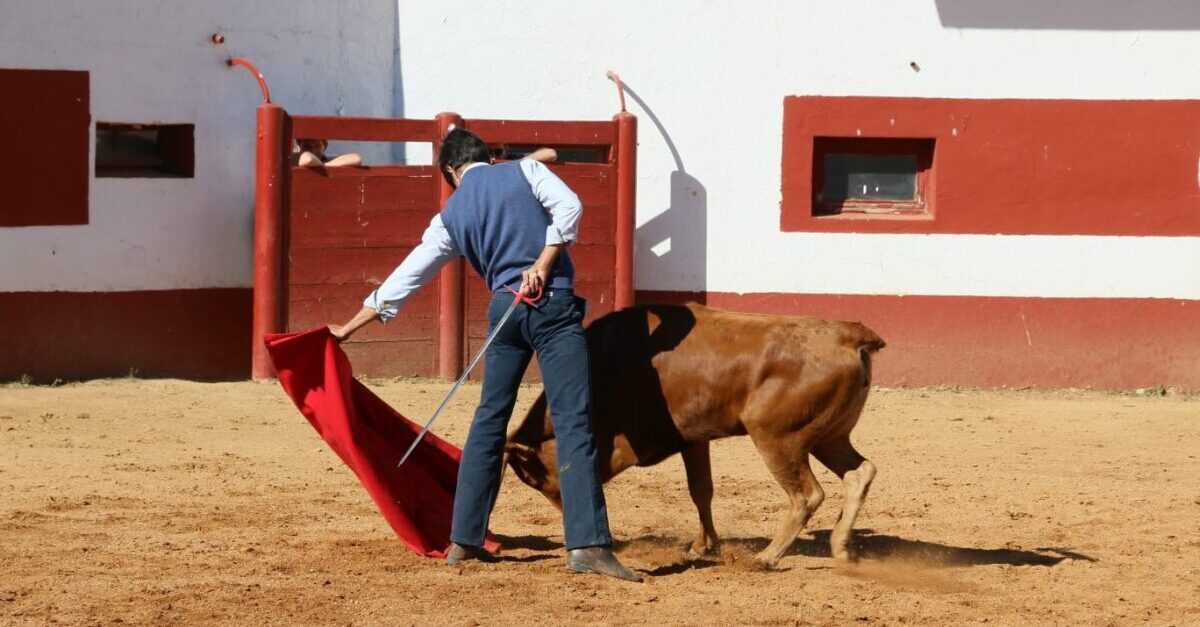 El Capea, cogido en el campo, sufre una cornada “extensa pero limpia” en la ingle