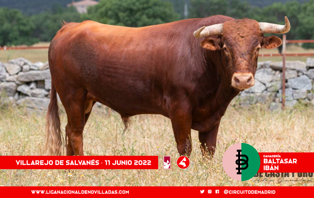 Los novillos del duelo entre Baltasar Ibán y Monte la Ermita en Villarejo de Salvanés