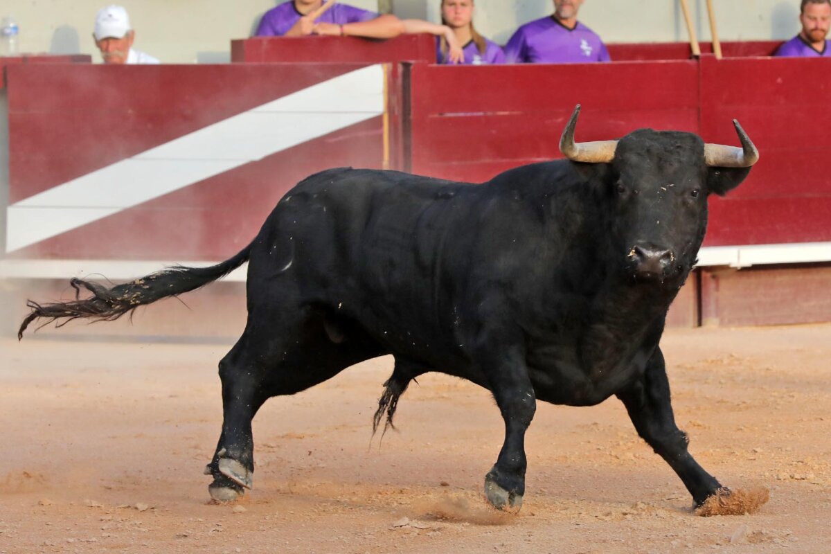 Istres cambia la ganadería para la novillada del 15 de octubre