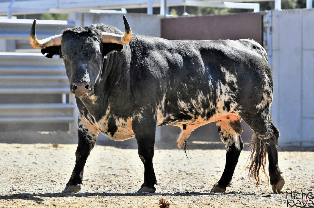 Así son los toros para la Feria de Istres
