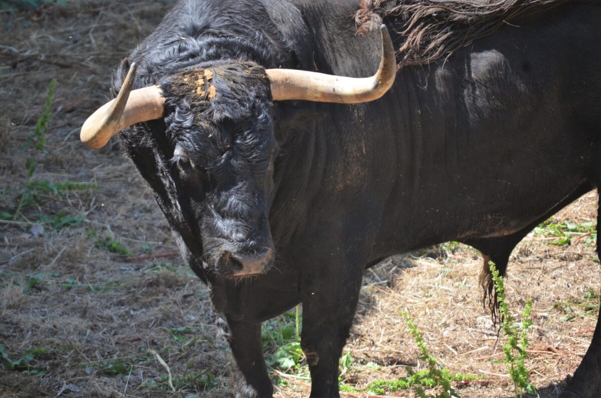 Los toros de Fuente Ymbro enamoran en los Corrales del Gas
