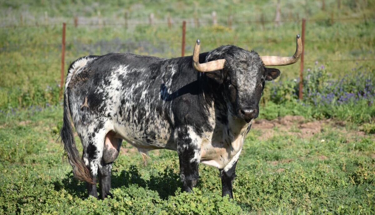 La Palmosilla para Pamplona: así es la corrida de una de las ganaderías triunfadoras de los últimos sanfermines