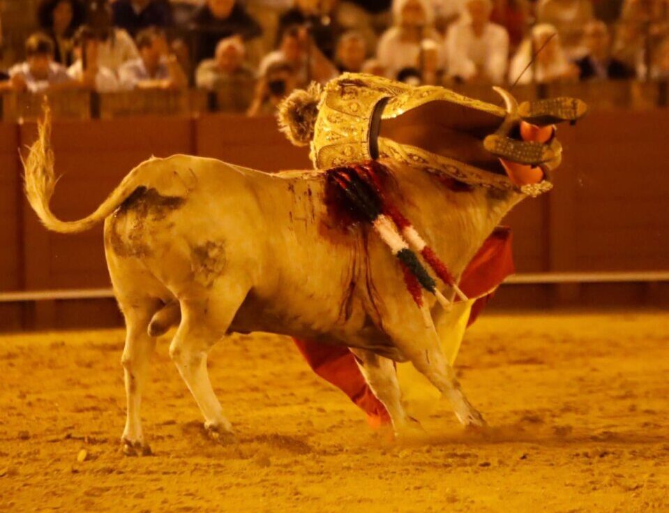Lalo de María, herido el jueves en Sevilla