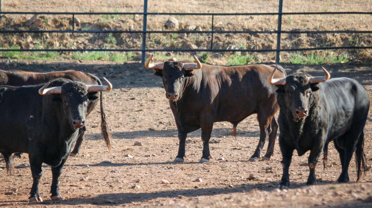 Los toros de Jandilla para la reinauguración de Vista Alegre
