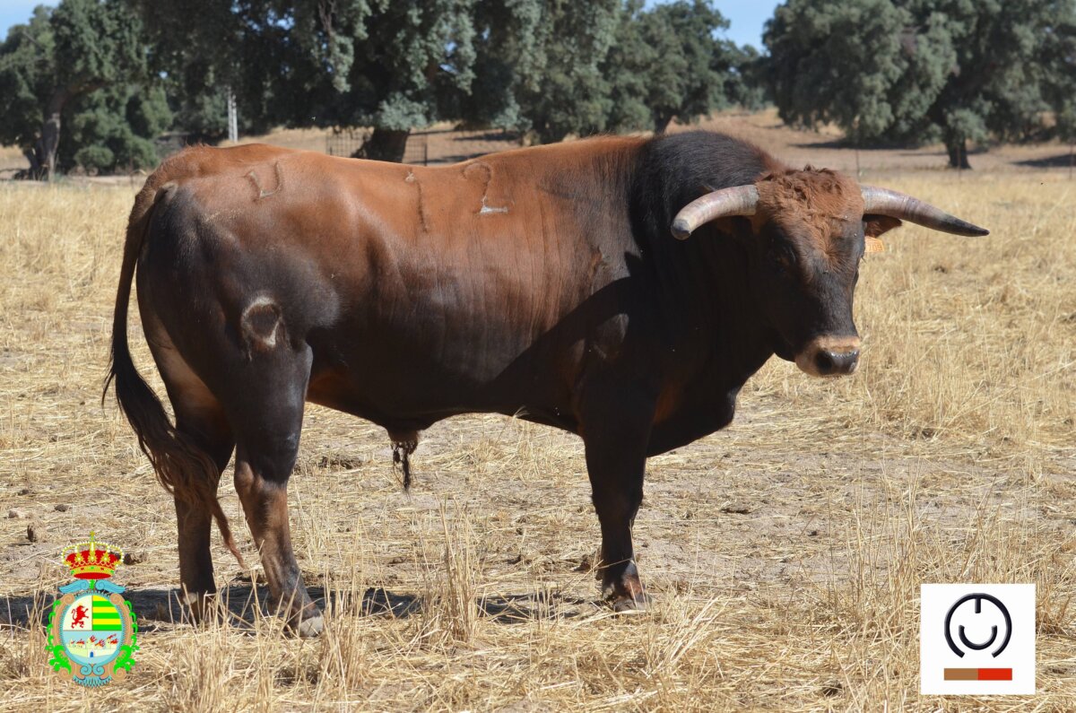 Los novillos de Conde de Mayalde para la final del VIII Alfarero de Plata